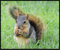 Image Credit Shutterstockcom squirrel Image Credit 2011 Photoscom a - photo 4