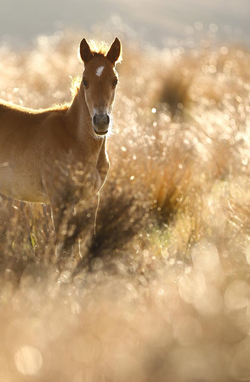 As little girls we Vicki Kelly and Amanda Wilson developed a love for horses - photo 3