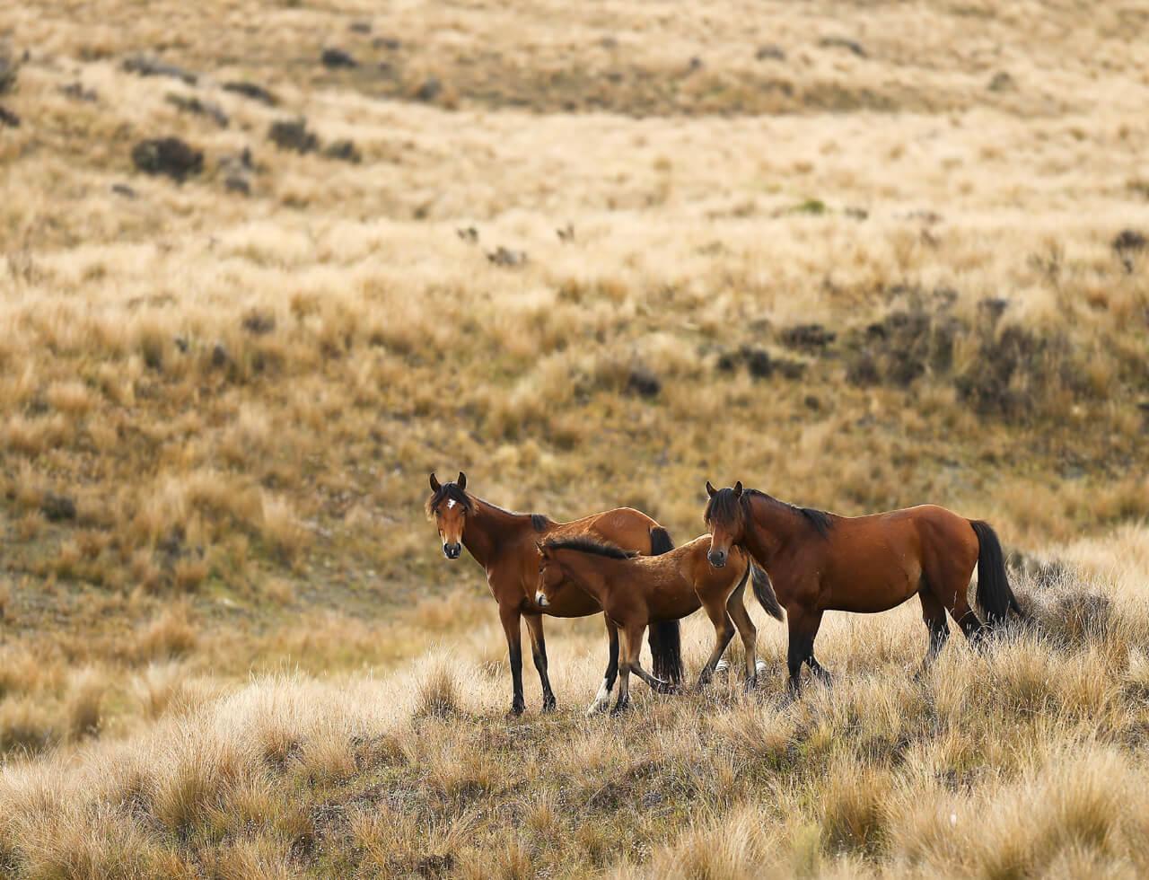 As little girls we Vicki Kelly and Amanda Wilson developed a love for horses - photo 4