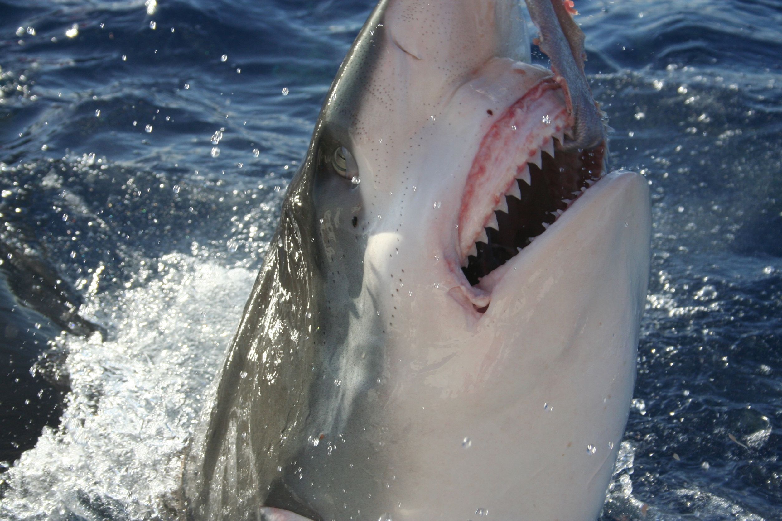 Sharks can also be tiny and some will fit inside your hand even when - photo 6