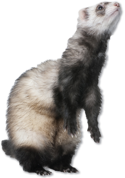 Image Credit Shutterstockcom This is a ferret Small mammals such as mice - photo 3