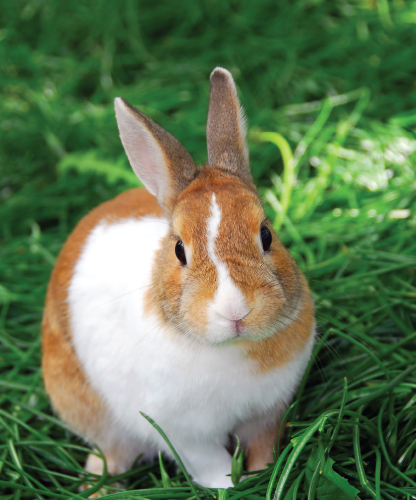 Image Credit Shutterstockcom Rabbits are just one kind of small mammal This - photo 4