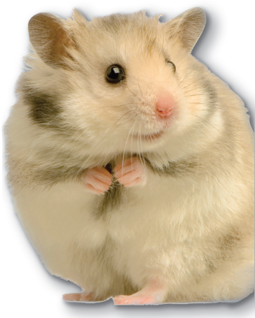 Image Credit Eric IsselePhotoscom A hamster Compared with other animals - photo 6