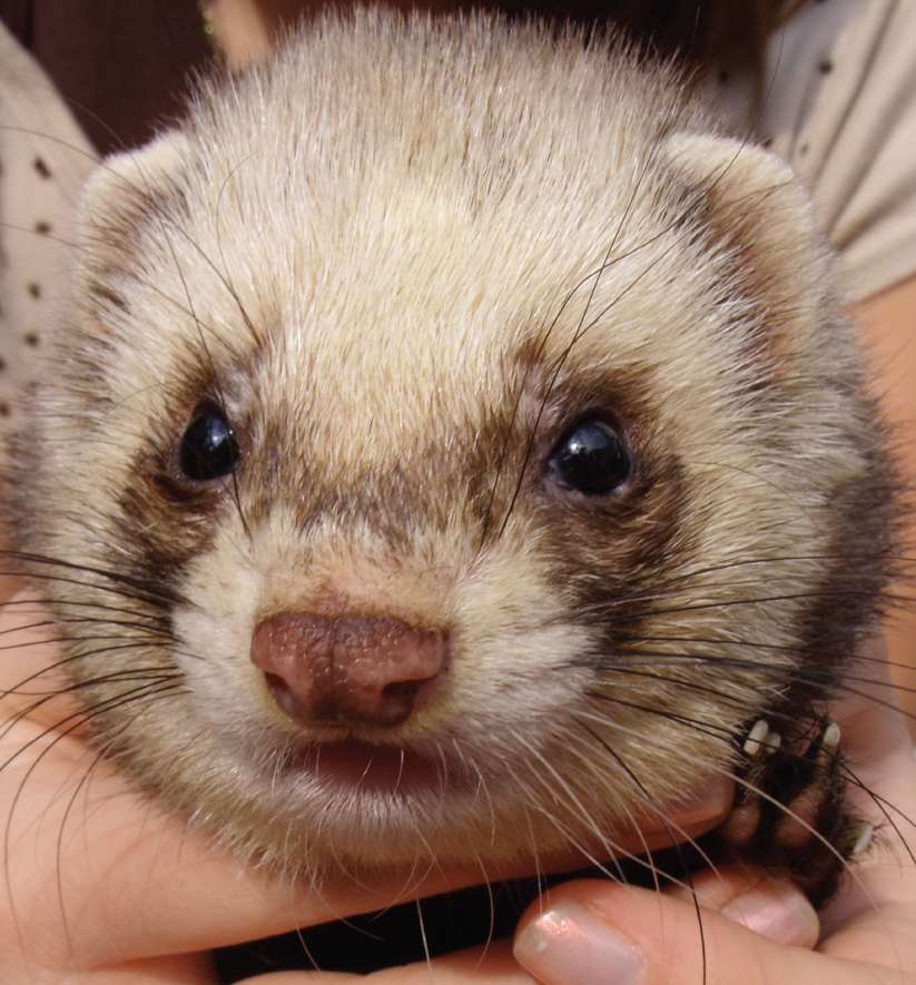 Image Credit Shutterstockcom Ferrets are becoming popular pets Find out if - photo 7