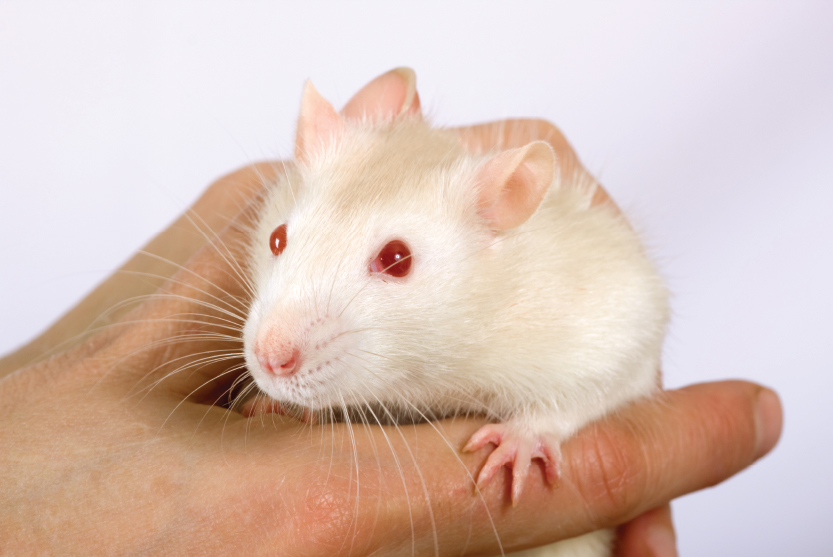 Image Credit Shutterstockcom With regular handling and care mice and rats - photo 11