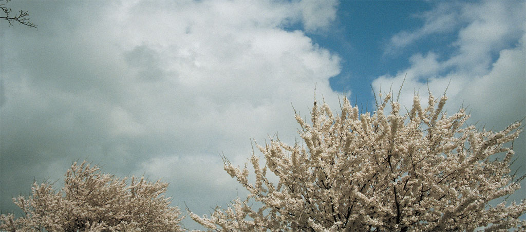 Photo 1 The typical sky of spring big cumulus clouds showers and blossom The - photo 4