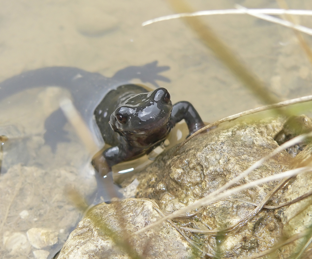 Image Credit Shutterstockcom Spotted salamanderr A salamander is an - photo 5