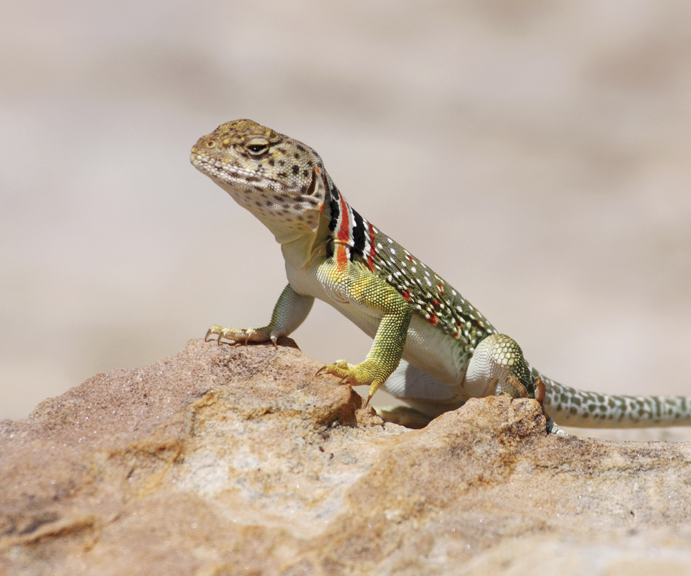 Image Credit Shutterstockcom Collared lizard A lizard is a reptile It spends - photo 6