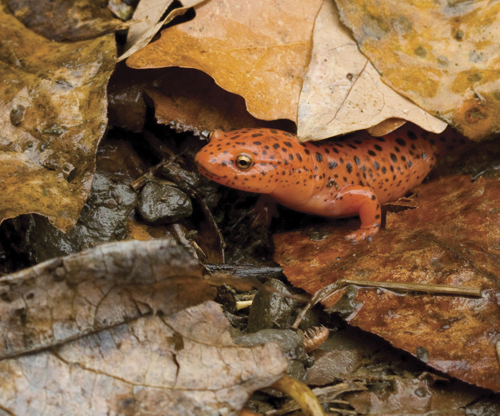 Image Credit Shutterstockcom Northern red salamander A salamander lives in - photo 7