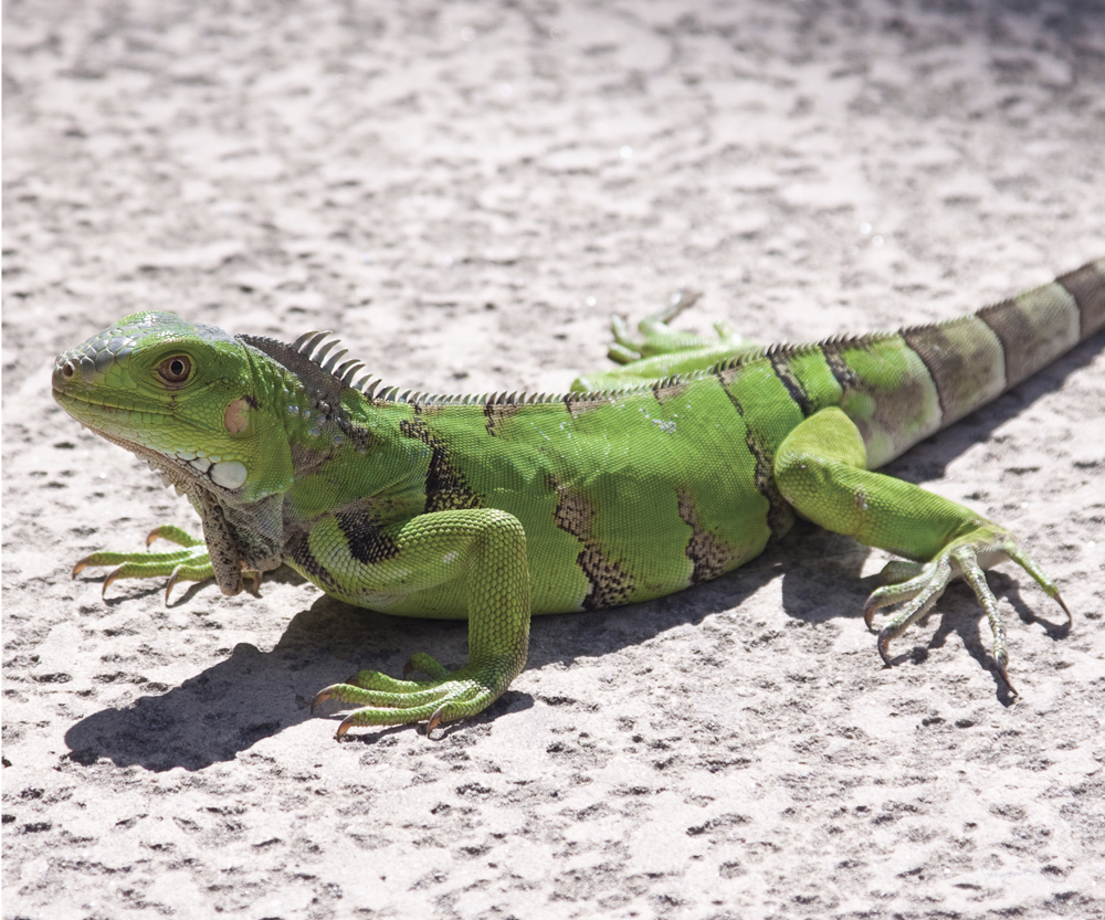 Image Credit Shutterstockcom Iguana A lizard lives in warm dry places You - photo 8