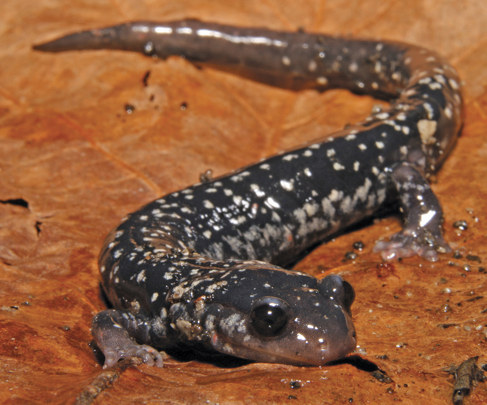 Image Credit Shutterstockcom Northern slimy salamander A salamander has soft - photo 9