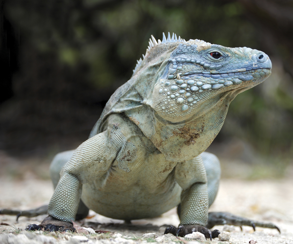 Image Credit Shutterstockcom Blue iguana A lizard has dry scaly skin The - photo 10