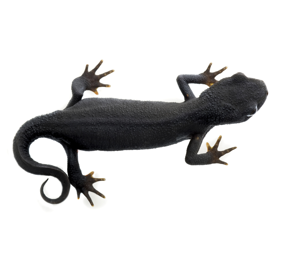 Image Credit Shutterstockcom Fire-bellied newt Most salamanders have four - photo 11