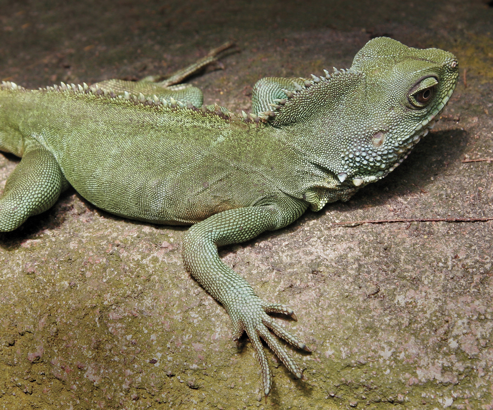 Image Credit Shutterstockcom Green iguana A lizard has five toes on all of - photo 12