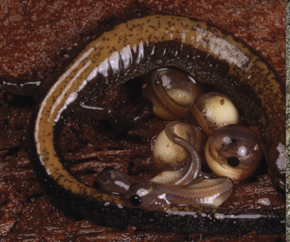 Image Credit National GeographicGetty Images Red-backed salamander A female - photo 13