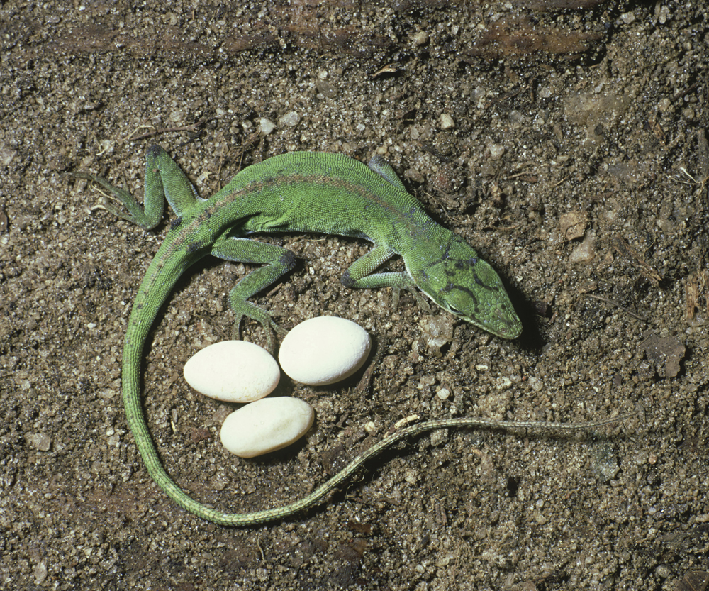 PhotolibraryOxford Scientific Green anole A female lizard lays just a few eggs - photo 14