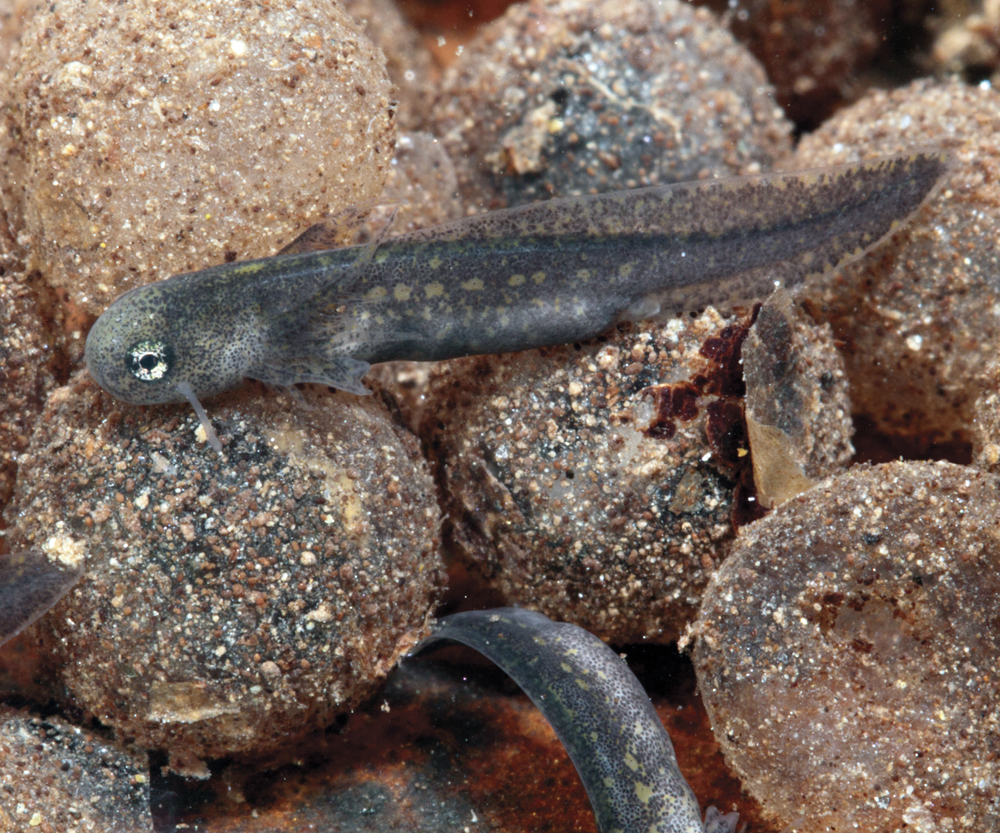 Image Credit National GeographicGetty Images Marbled salamander tadpoles A - photo 15