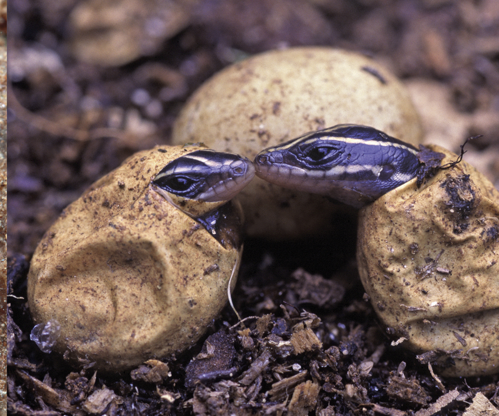 Image Credit Mark KostichiStockphotocom Five-lined skink babies A young - photo 16