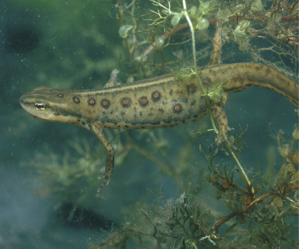 Image Credit Gary MeszarosPhoto Researchers Red-spotted newt Most salamanders - photo 19