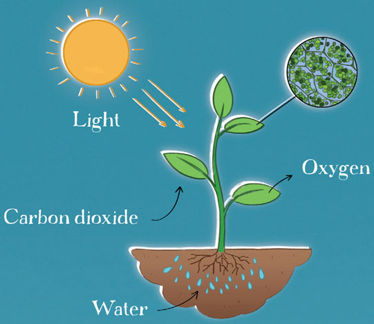 Plants make their own food through a process called photosynthesis Plant - photo 12