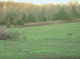 The authors primary food plot is winter wheat and the deer seemed to love it - photo 5