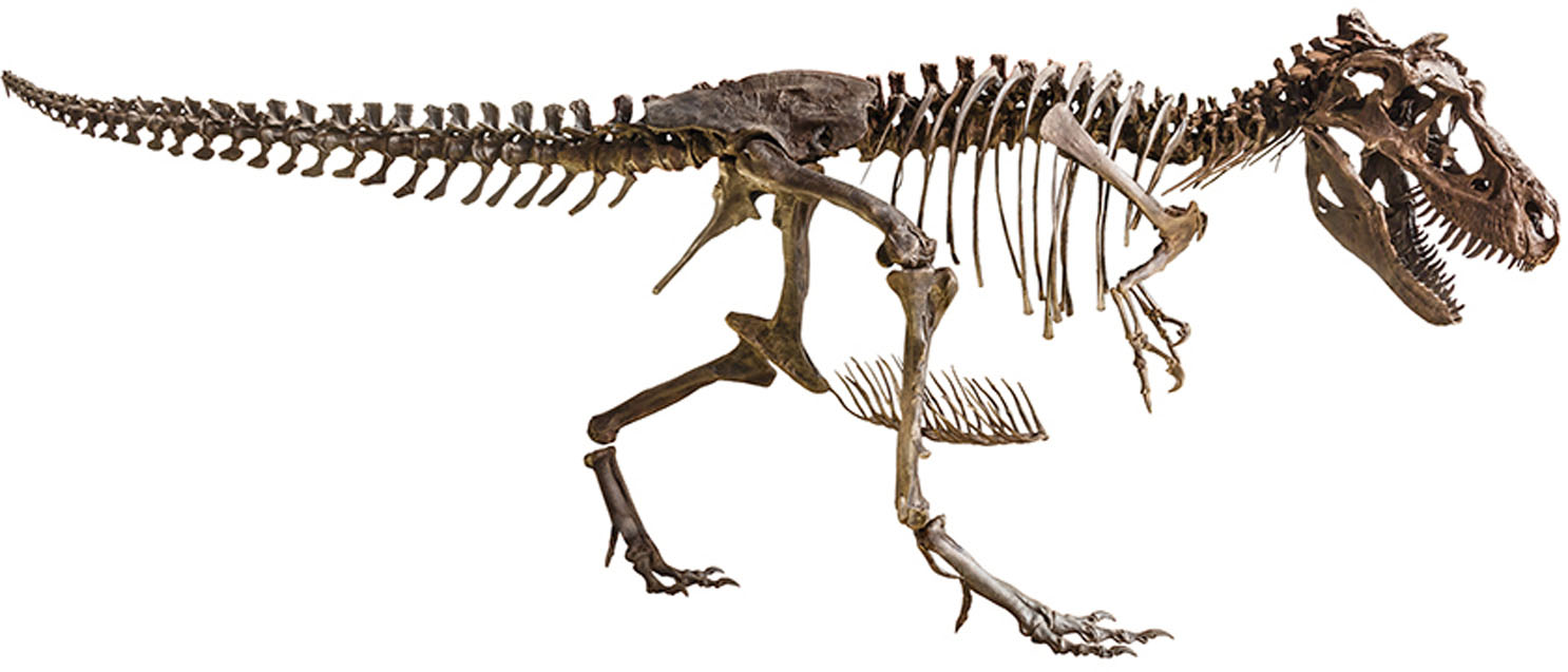 Tyrannosaurus rex is one of the most famous dinosaursit had powerful legs and - photo 4