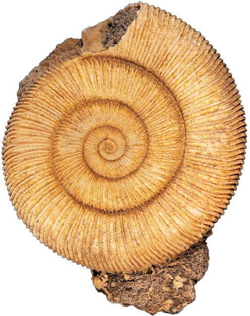 Most fossils only show the hard parts of an animal like this shell from an - photo 7