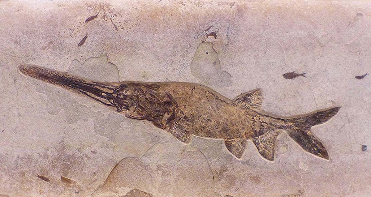 A very old kind of fish the paddlefish still exists today These weird - photo 9