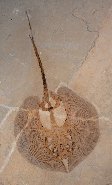 The bones of a fossil stingray Stingrays still swim in the sea today A - photo 8