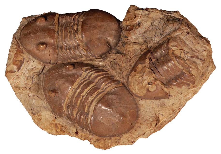 These weird creatures are fossil trilobites Once very common they are all - photo 10