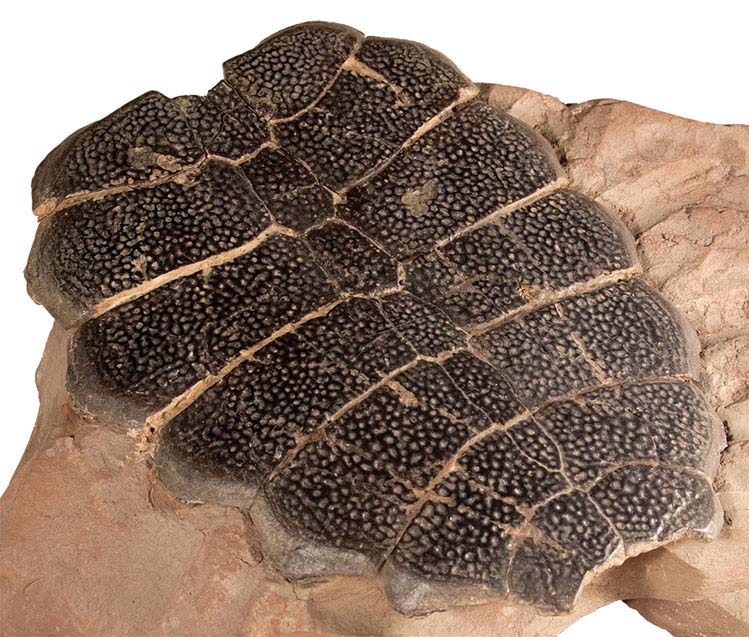 This large fossil turtle shell is still attached to rock Look at how this - photo 13