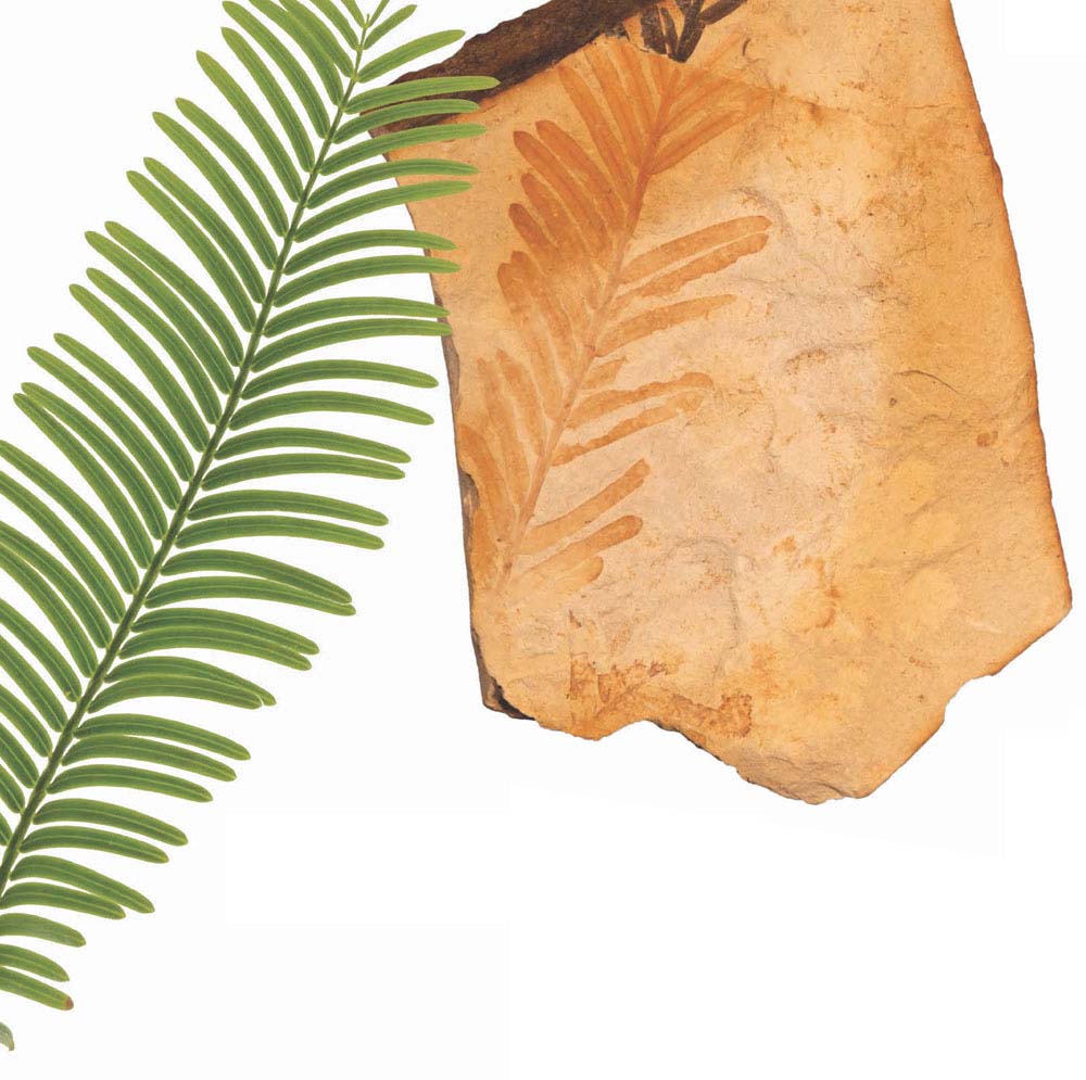 Look at how this fossil branch of a sequoia tree looks almost exactly like a - photo 14