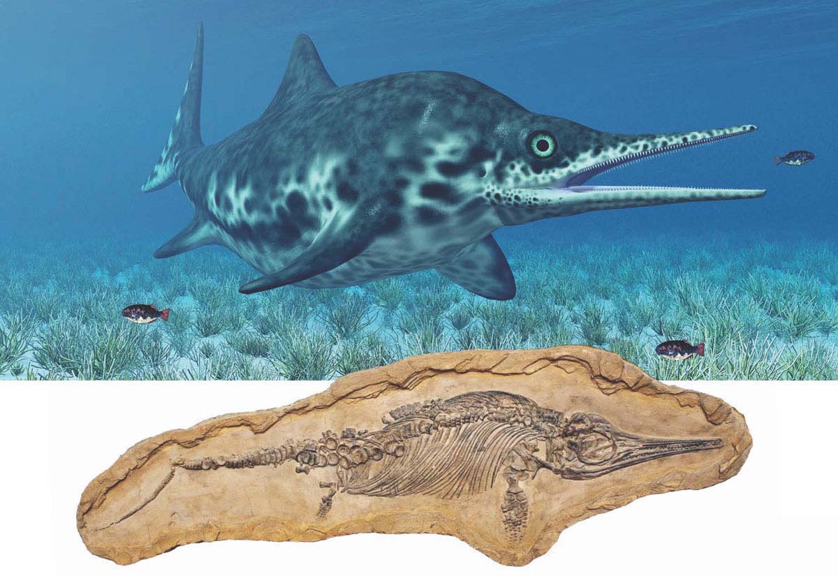 Ichthyosaur say it ick-thee-oh-sor may look like a dolphin but it was an - photo 15