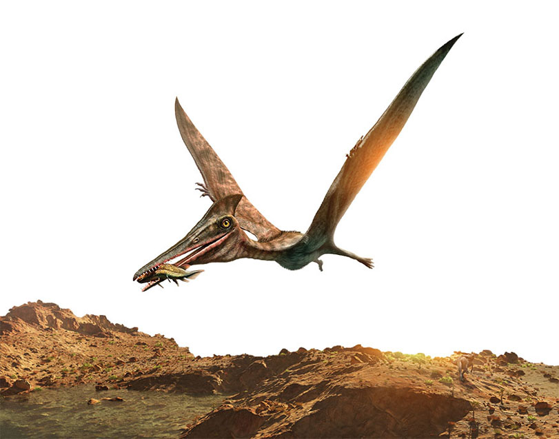 The extinct pterosaur say it tear-oh-soar wasnt a dinosaur It was a flying - photo 17