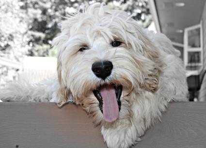 PhotoCredit Rochelle Woods of Spring Creek Labradoodles Chapter 1 Meet the - photo 2