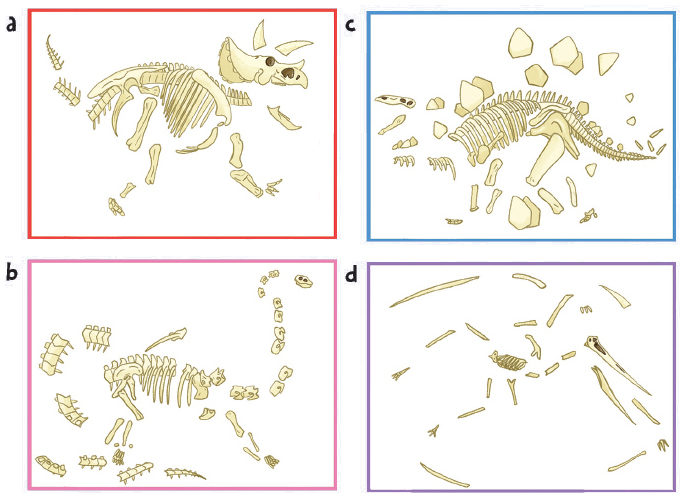 Fossil Formation Fossils are strange things They show the shape of an old - photo 8