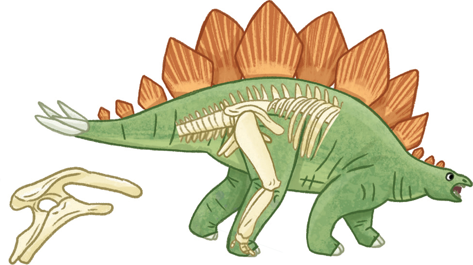 Dinosaurs are vertebratesanimals with backbones A dinosaur skeleton always has - photo 22