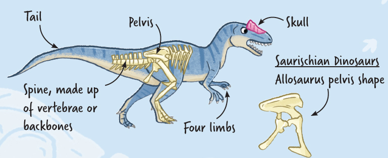 Humans are also vertebrates but we have a different shape and no tail - photo 23