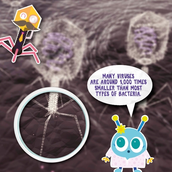 The injected virus tricks the bacteria to make many more bacteriophages They - photo 16