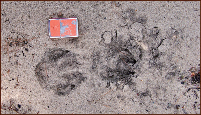 This pair of left-side coyote tracks front on left hind on right were made - photo 5