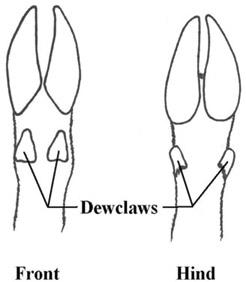 The hooves of a white-tailed deer are typical of ungulates in the order - photo 6