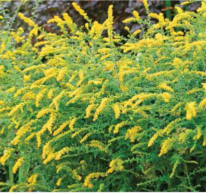 State Flower Goldenrod The spiky yellow blossoms of goldenrod can be found - photo 7