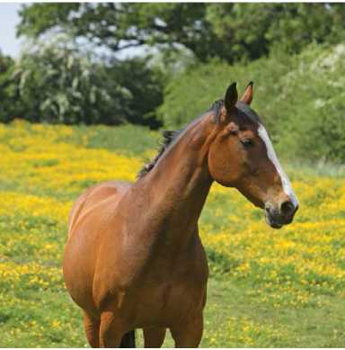 State Horse Thoroughbred Kentucky is well known for its horse farms and - photo 9