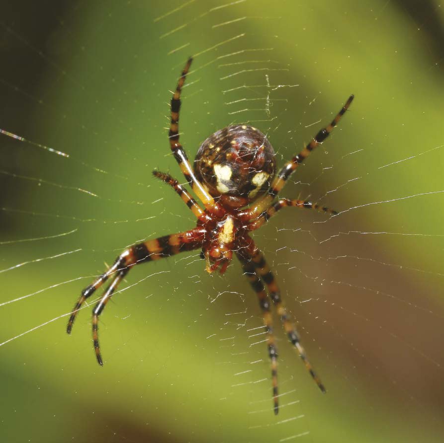 Spider Sizes Spiders are a very group of creatures In some places in the - photo 2