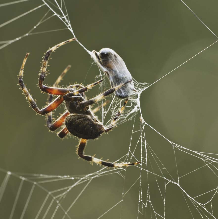 A softer type of silk is used to wrap up food and spider babies Spider babies - photo 5