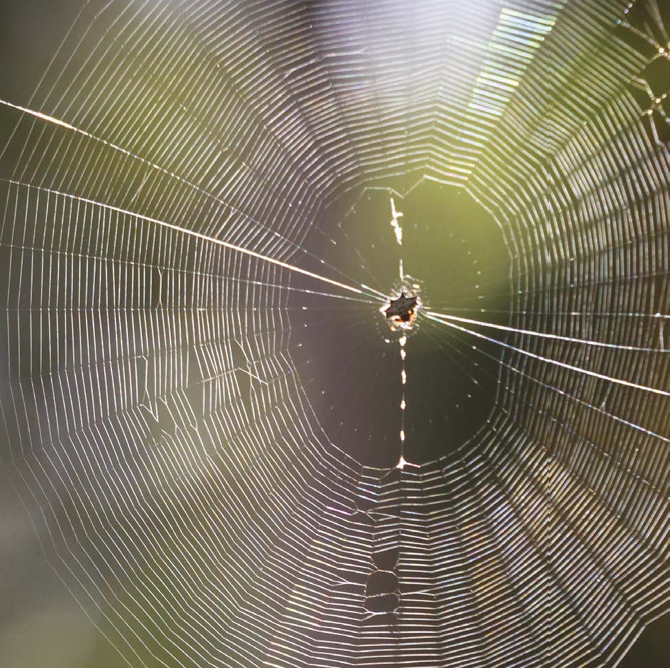 Orb Web FEMALE SPIDERS ARE USUALLY MUCH BIGGER THAN MALE SPIDERS - photo 6