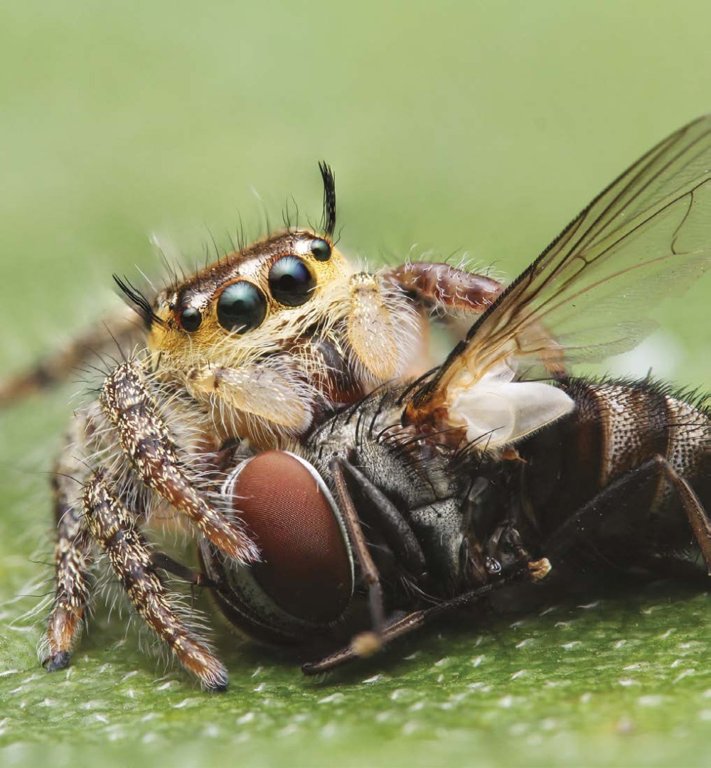 Out of 40000 species of spiders theres only one that eats plants Every other - photo 8