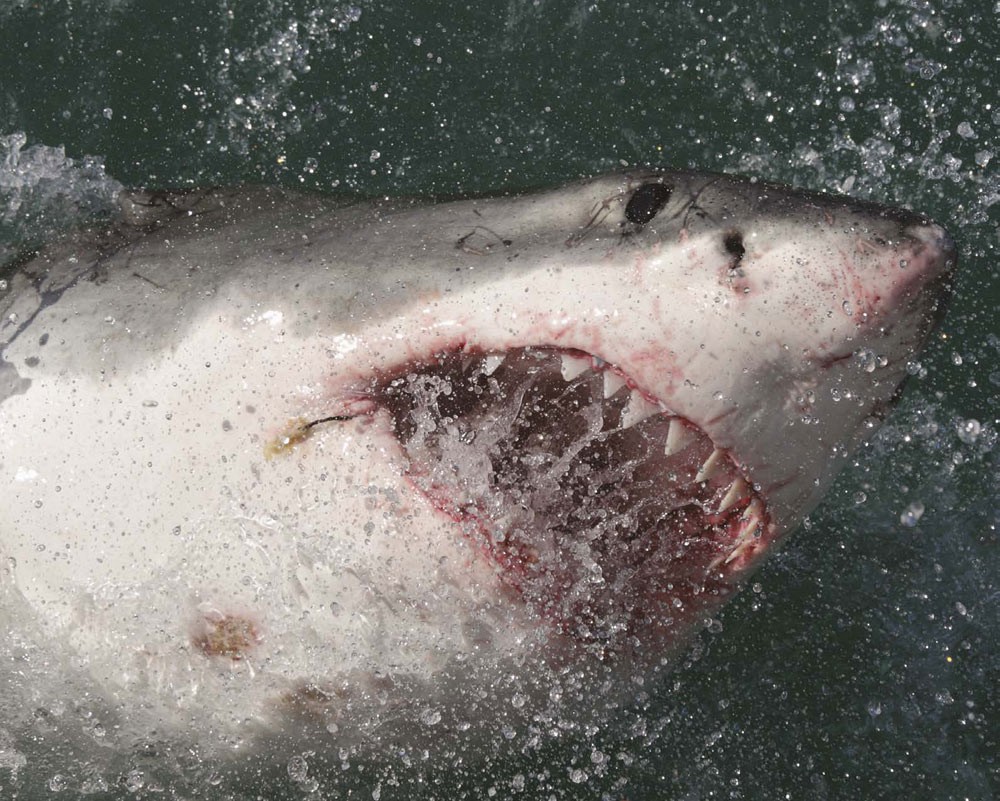 BITING FACTS GREAT WHITE SHARK EYES LOOK BLACK BUT THEY ARE ACTUALLY A VERY - photo 11