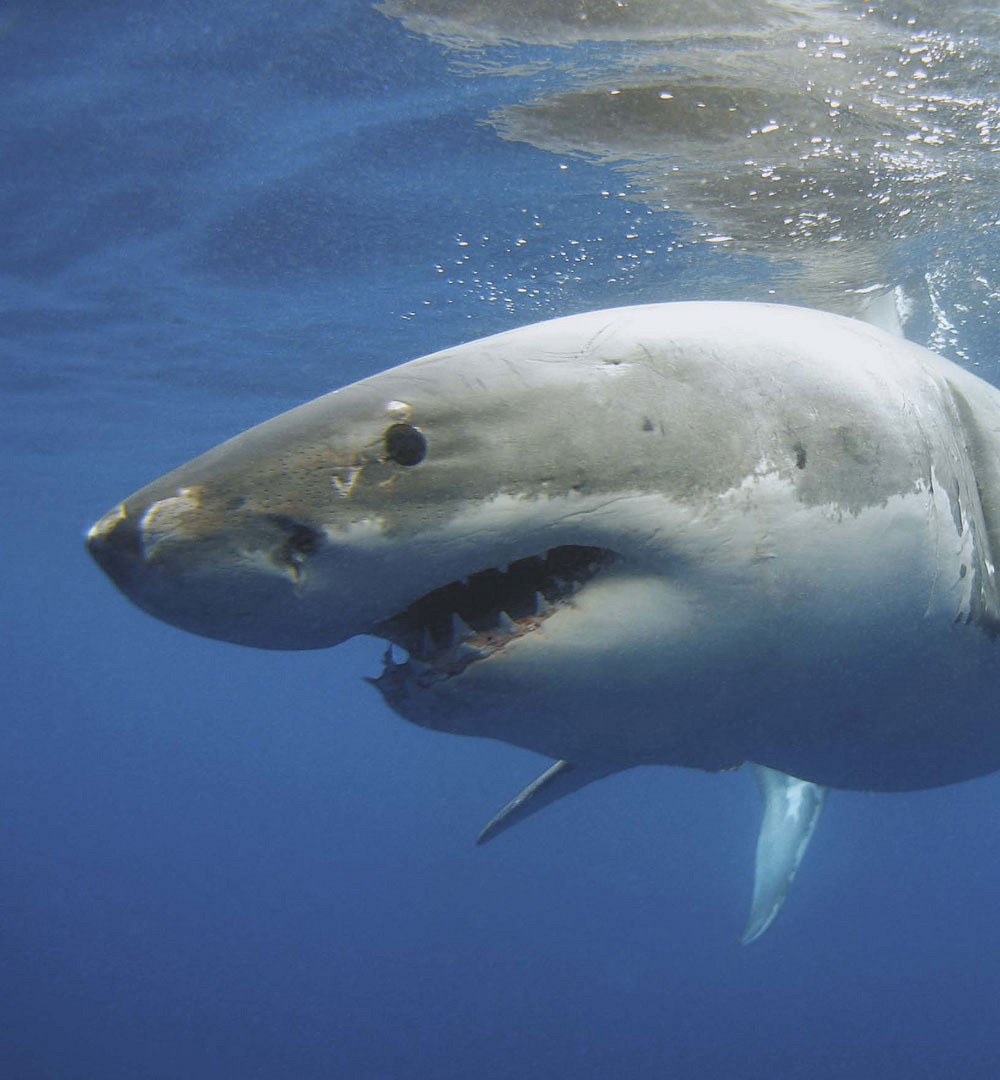 BITING FACTS THE GREAT WHITE WILL ROLL ITS EYES BACK INTO ITS HEAD TO PROTECT - photo 12