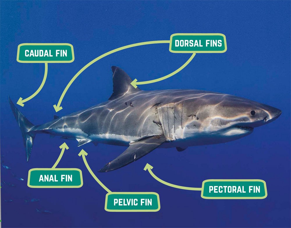 BITING FACTS WHEN SHARKS SWIM WITH THEIR DORSAL FINS BREAKING OUT OF THE - photo 13